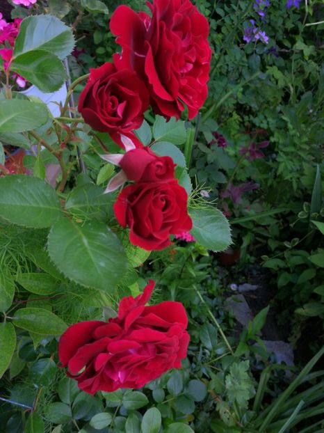  - Trandafiri 2019 II