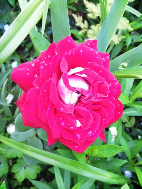 Allianz - Trandafiri 2019 II