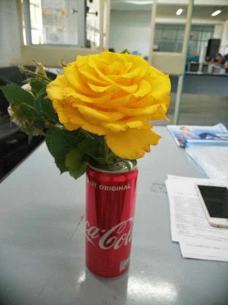  - Trandafiri 2019 II