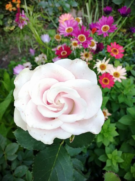  - Trandafiri 2019 II