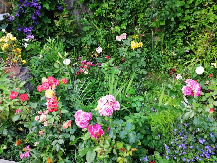  - Trandafiri 2019 II