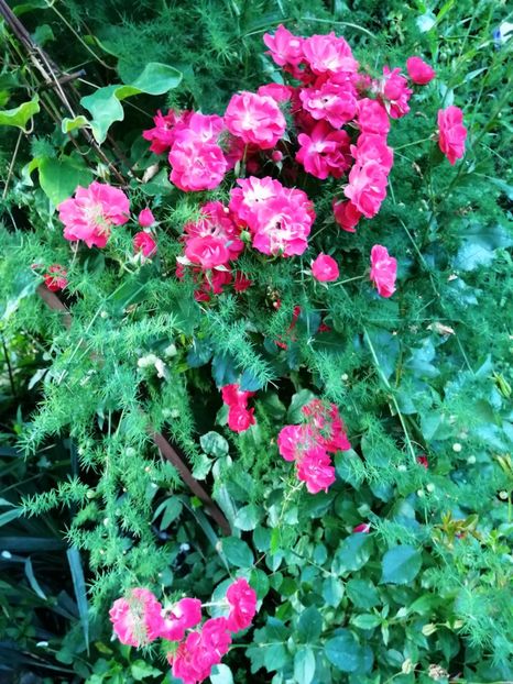  - Trandafiri 2019 II