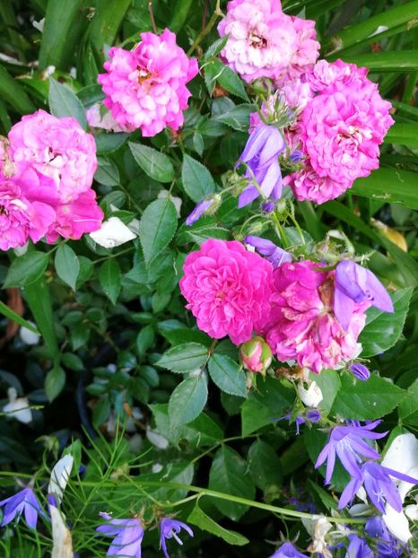  - Trandafiri 2019 II