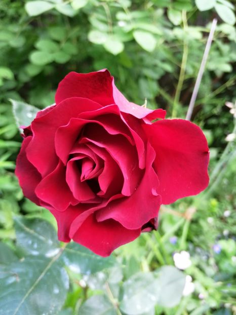  - Trandafiri 2019 II