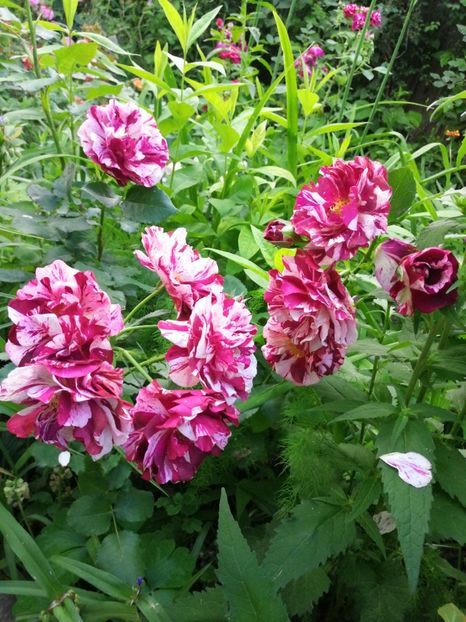  - Trandafiri 2019 II