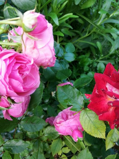  - Trandafiri 2019 II