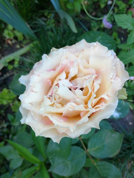  - Trandafiri 2019 II