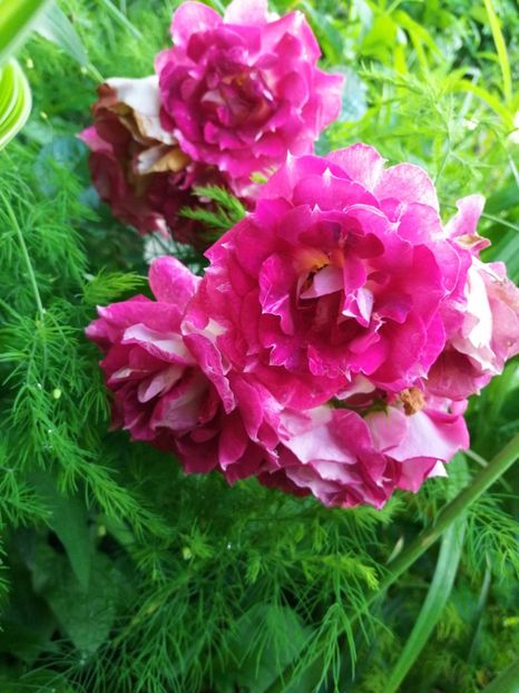  - Trandafiri 2019 II