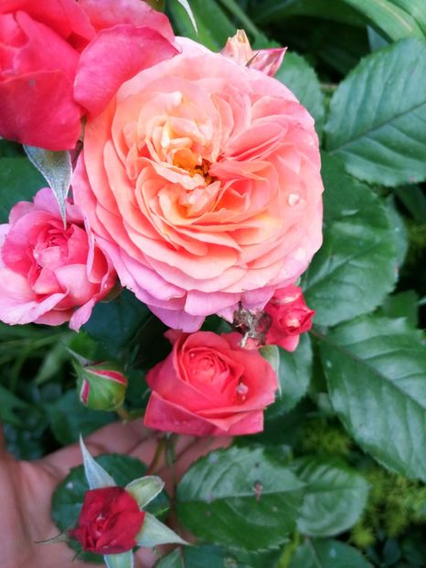 Scarlet'sCarmen - Trandafiri 2019 II