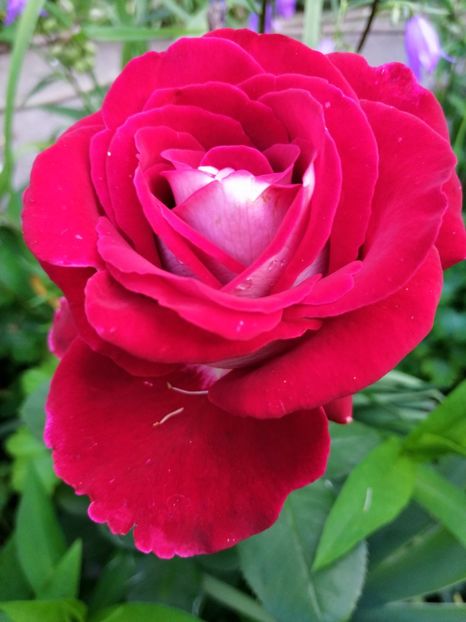  - Trandafiri 2019 II