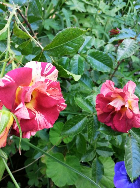  - Trandafiri 2019 II