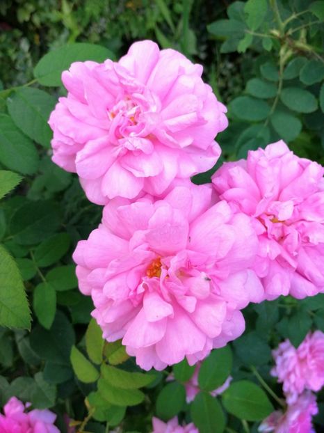  - Trandafiri 2019 II