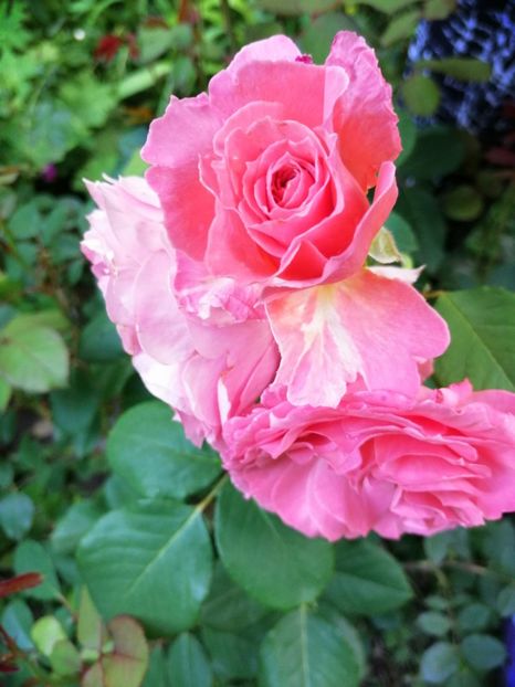  - Trandafiri 2019 II