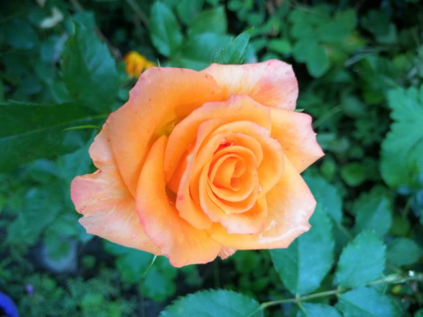  - Trandafiri 2019 II