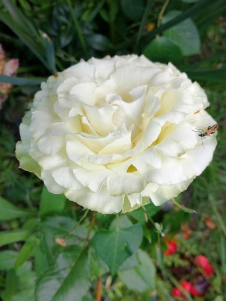  - Trandafiri 2019 II