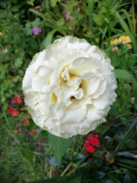  - Trandafiri 2019 II