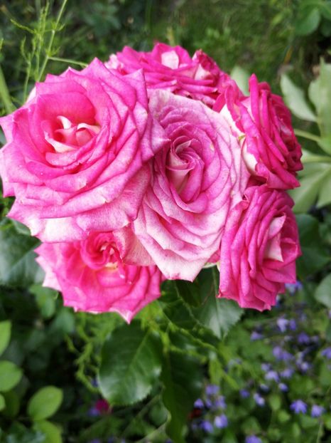  - Trandafiri 2019 II