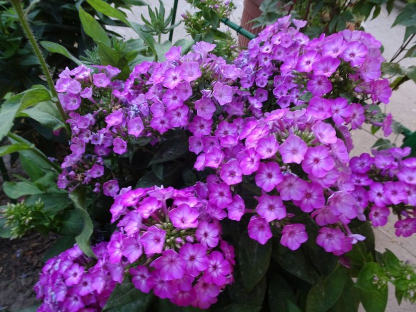  - PHLOX PANICULATA