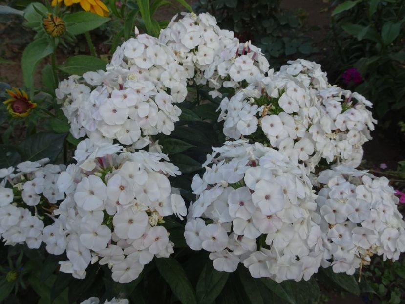  - PHLOX PANICULATA