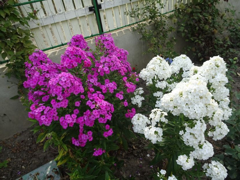  - PHLOX PANICULATA