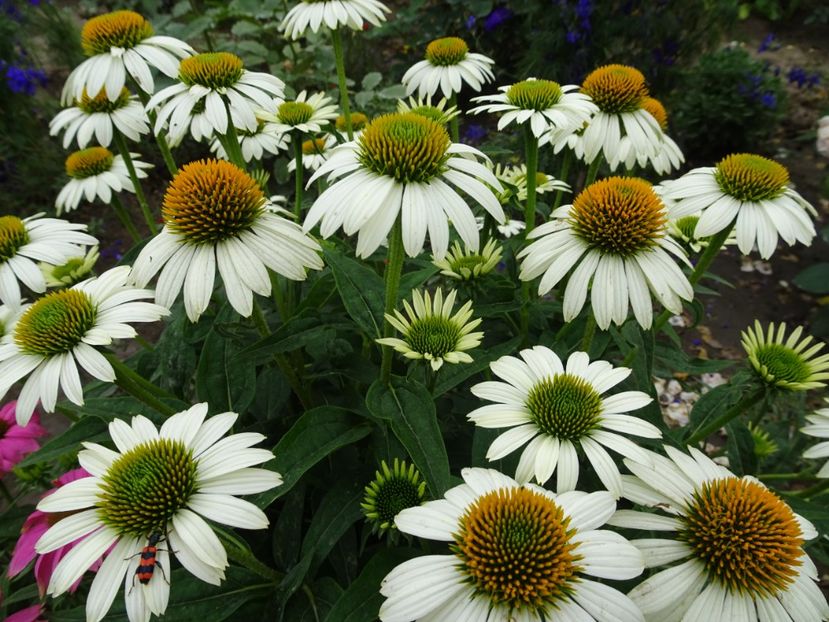  - ECHINACEA PURPUREA