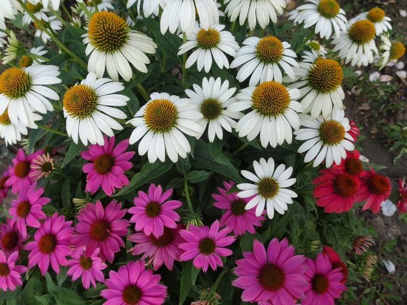  - ECHINACEA PURPUREA