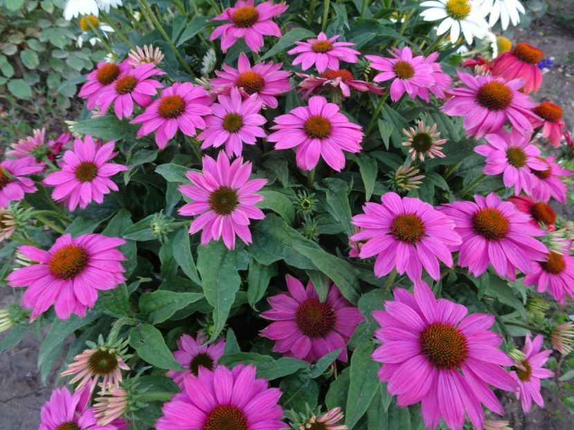  - ECHINACEA PURPUREA