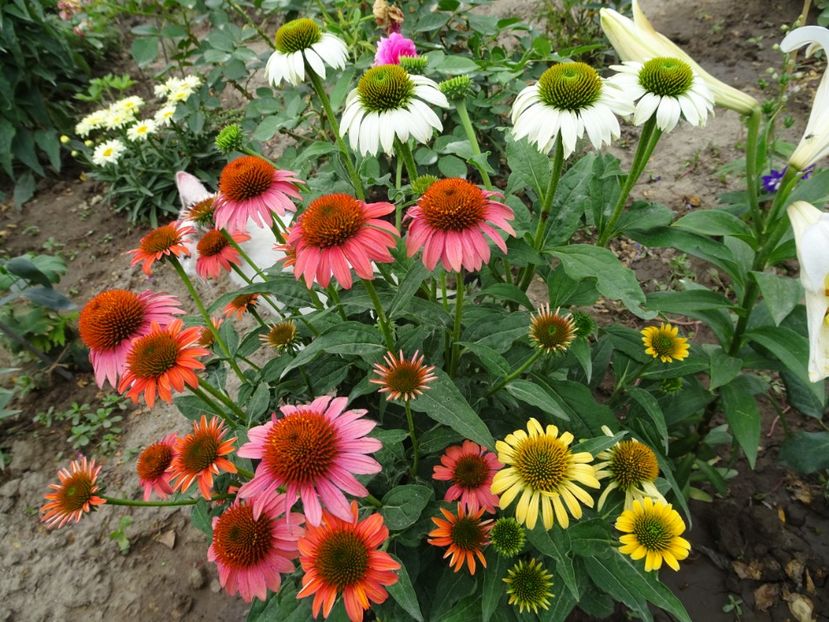  - ECHINACEA PURPUREA