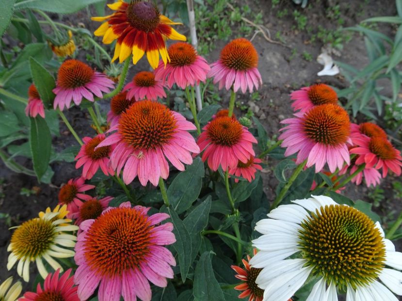 - ECHINACEA PURPUREA