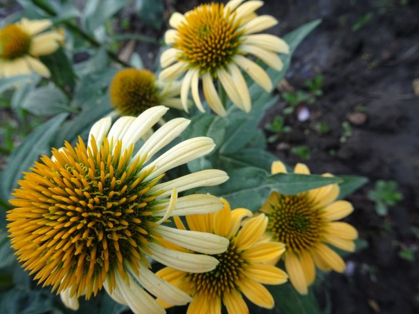  - ECHINACEA PURPUREA