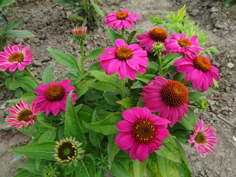  - ECHINACEA PURPUREA