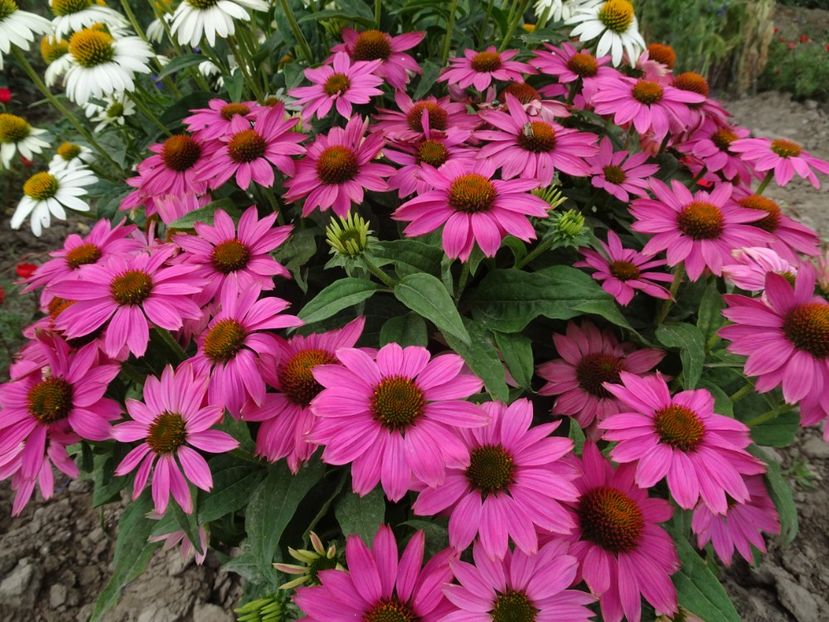  - ECHINACEA PURPUREA