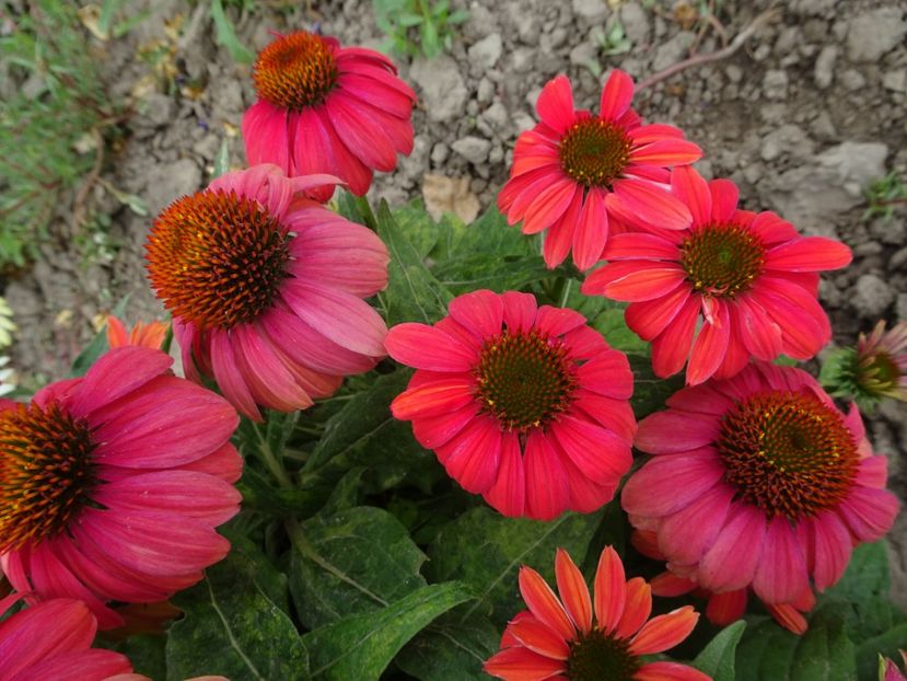  - ECHINACEA PURPUREA