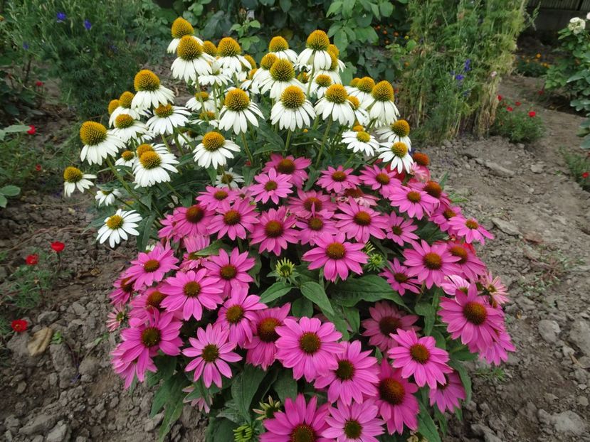  - ECHINACEA PURPUREA