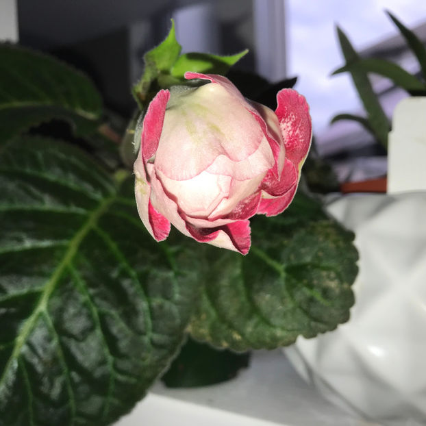  - Plante de interior 2019