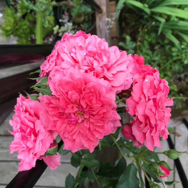  - Jurnalul gradinii 2019