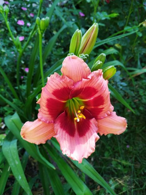 Border Music - Hemerocallis 2018- 2019