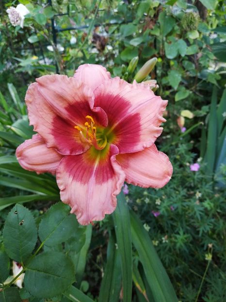  - Hemerocallis 2018- 2019