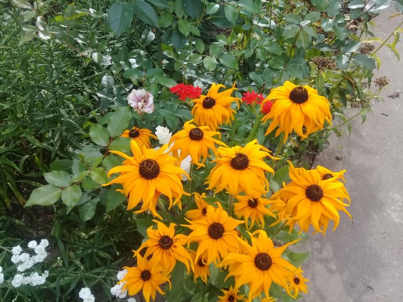  - Alte flori