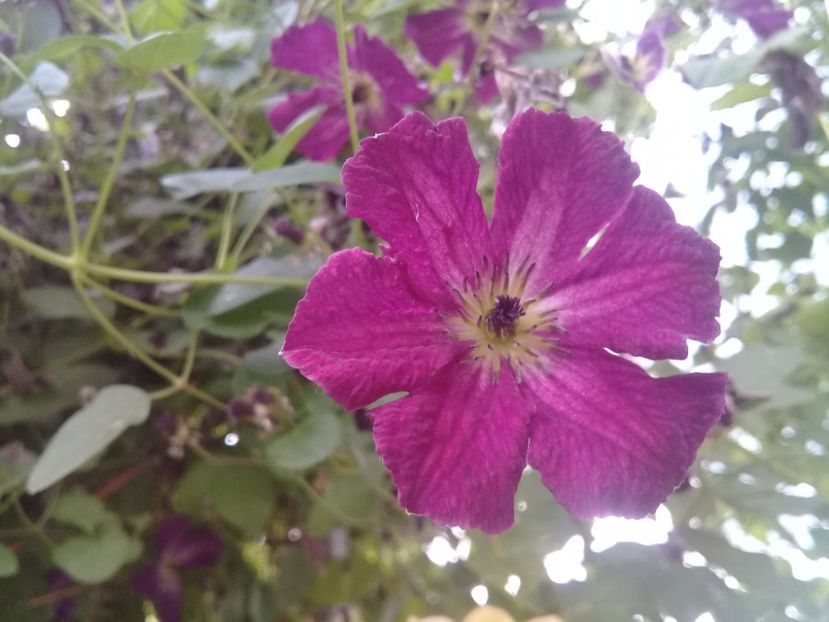  - Alte flori