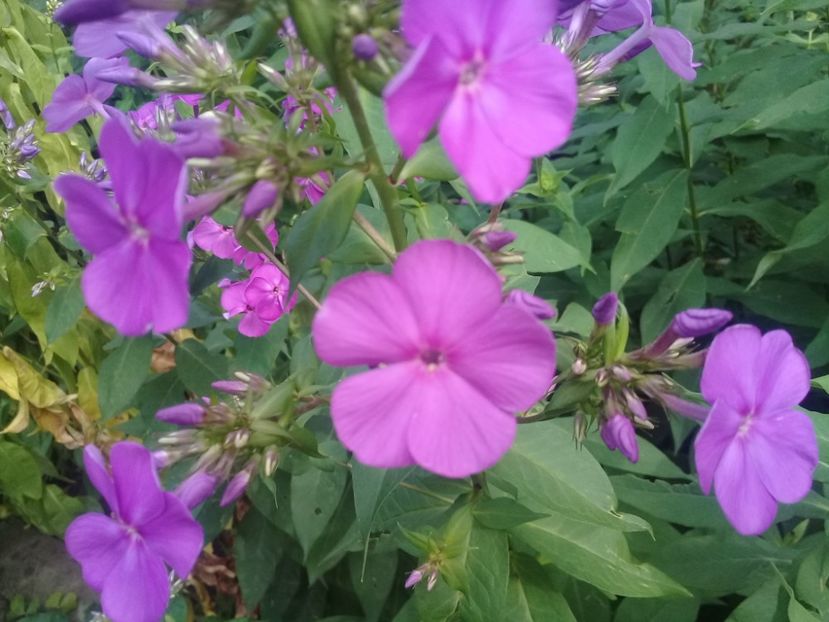  - Alte flori