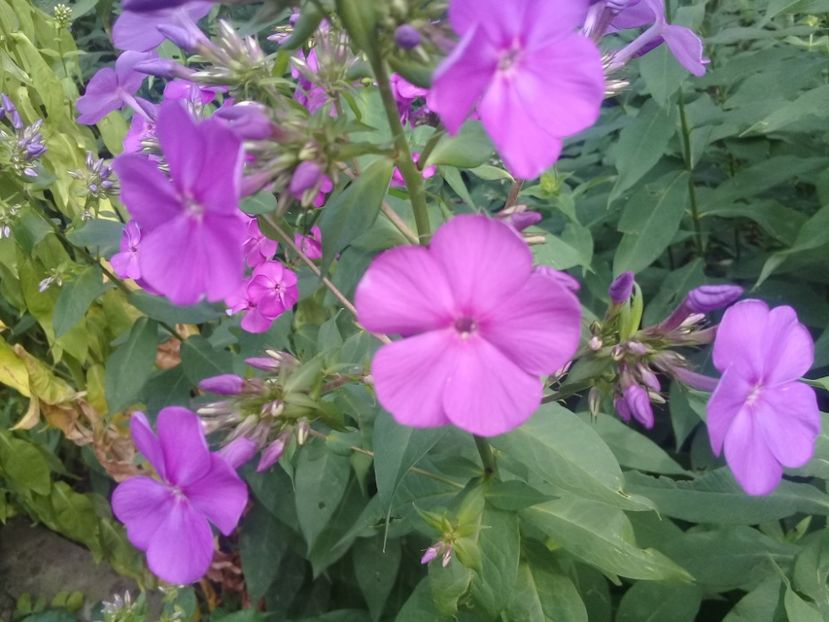  - Alte flori