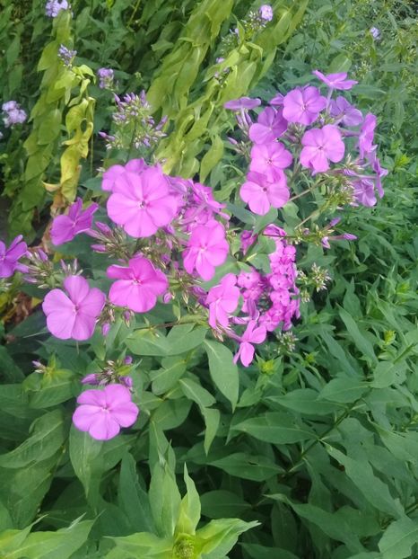  - Alte flori