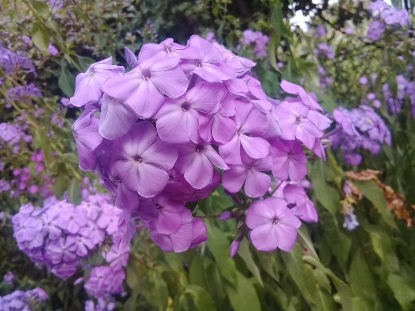  - Alte flori