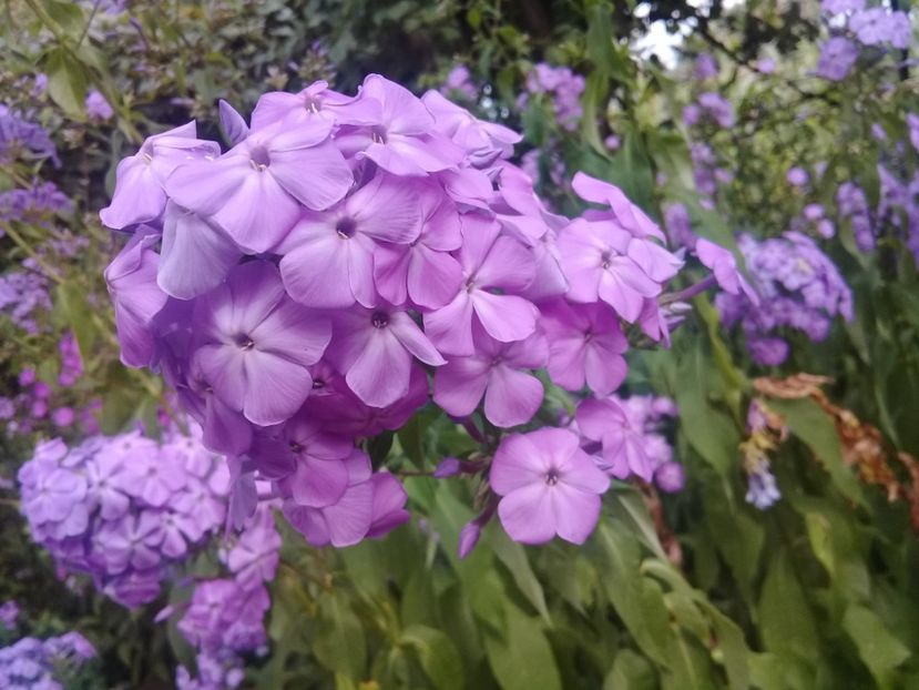  - Alte flori