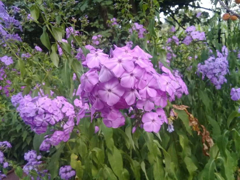  - Alte flori