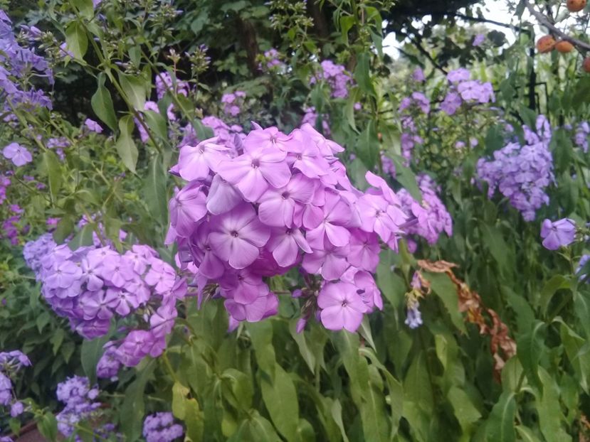  - Alte flori