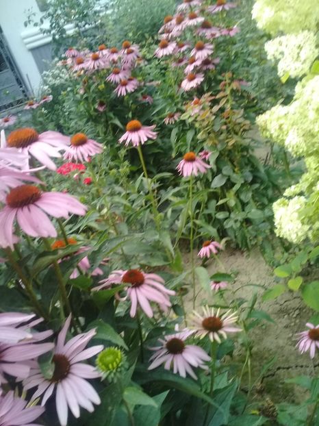  - Alte flori