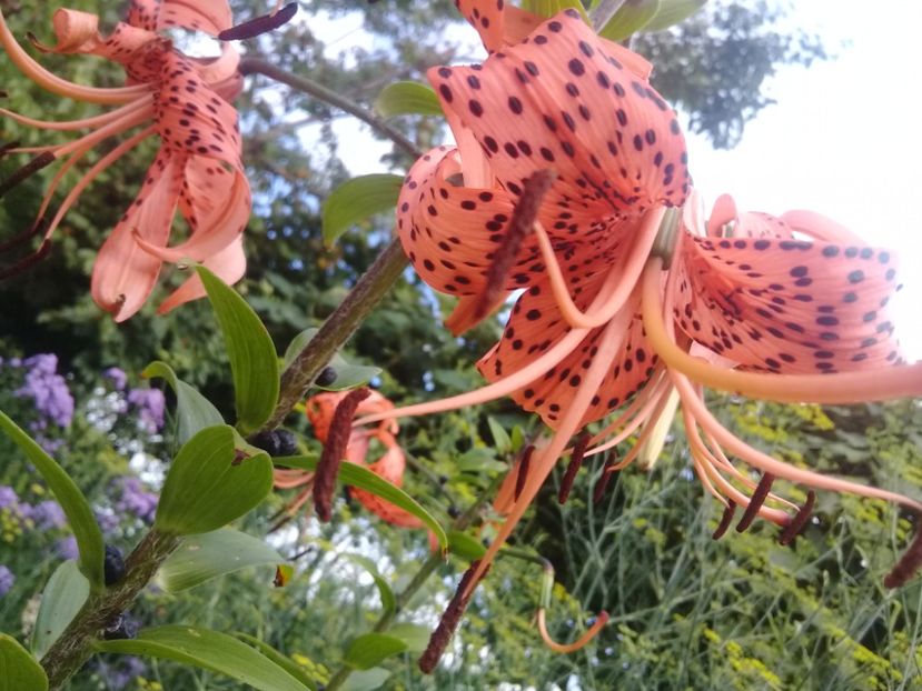  - Crini de gradina 2015- prezent