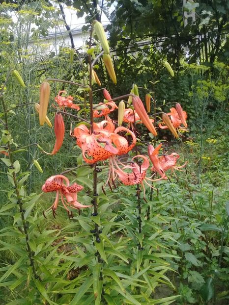  - Crini de gradina 2015- prezent